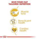 FBN BRITISH SHORTHAIR - NUTRICION A LA MEDIDA.png